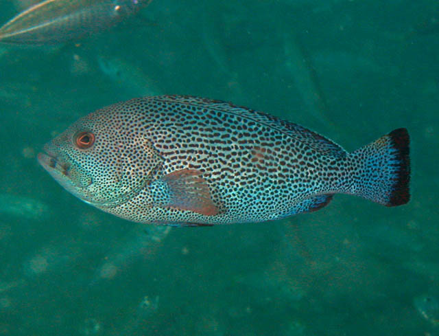 Epinephelus cyanopodus